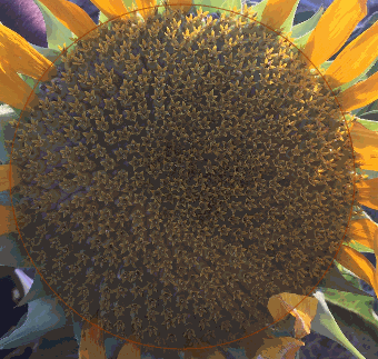 espiralGirasol