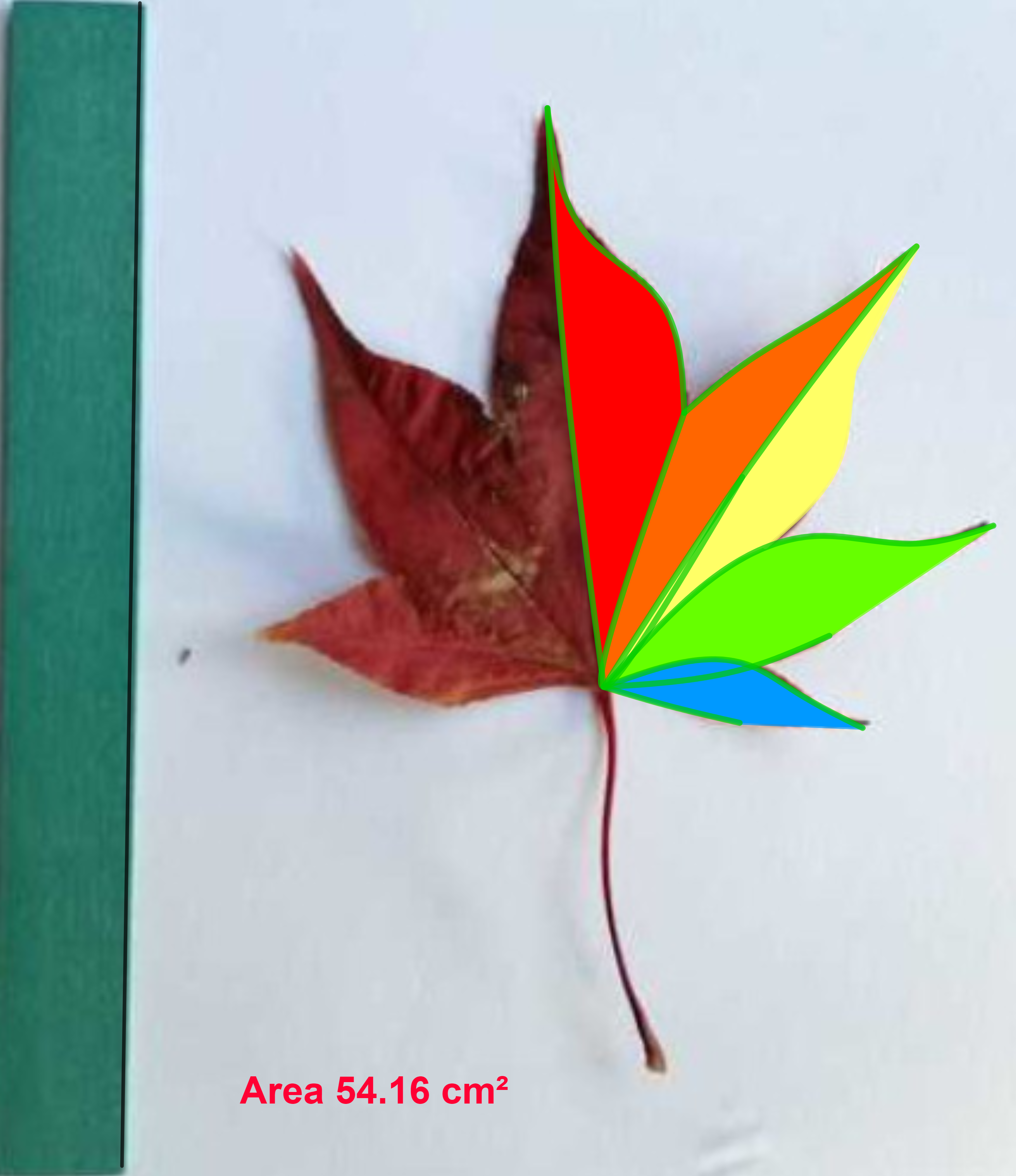 Fig 6 Arce rojo