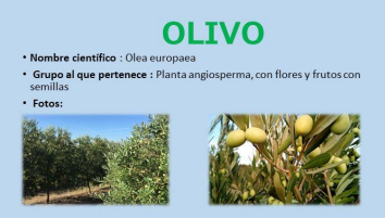 olivo