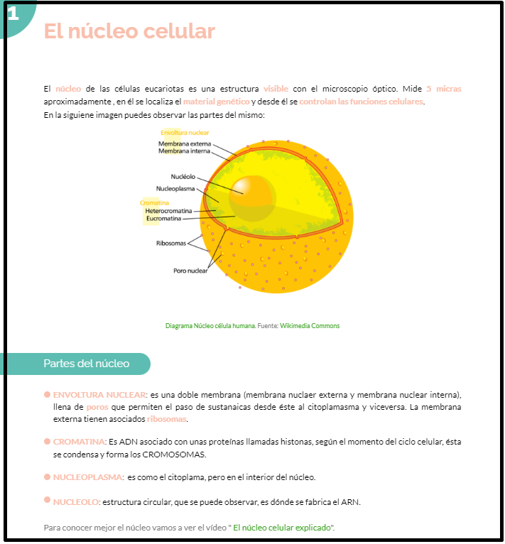 El núcleo celular