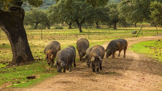ham ga7273c37f 640 560x315 1